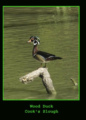 wood2duck222.jpg