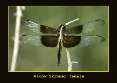 widskimmerfemale copy.jpg
