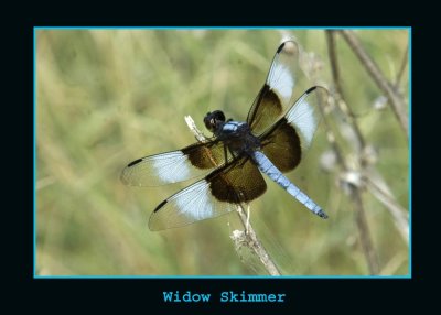 widskimmale copy.jpg