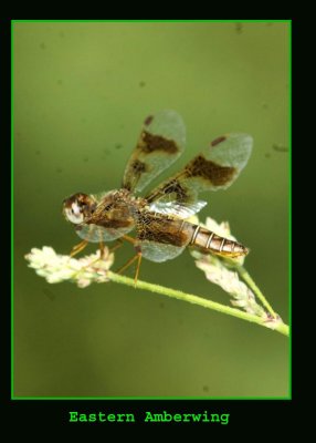 eastamberwing222 copy.jpg