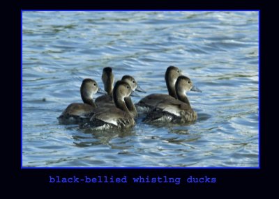blackbellies222.jpg