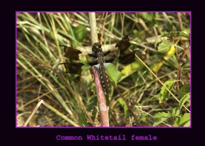 whitetailfem222.jpg