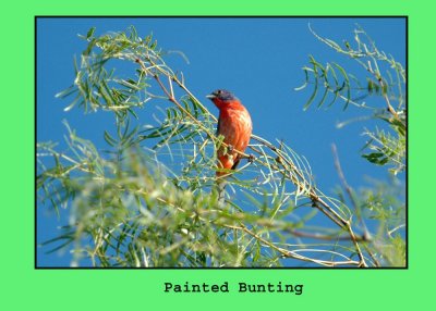 pbunting888.jpg