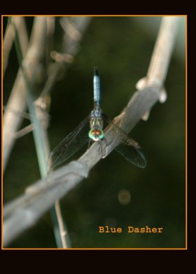 bluedasher3888.jpg