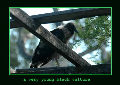 blkvultureyoung888 copy.jpg