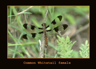 whitetail11 copy.jpg