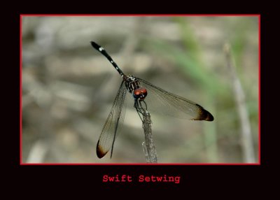 swiftsetwing11 copy.jpg