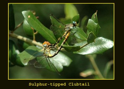 sulphurtip copy.jpg