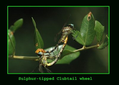 sulphurtip24 copy.jpg