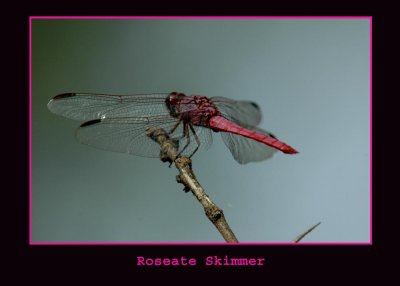 roseate23 copy.jpg