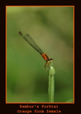 rambursorange copy.jpg