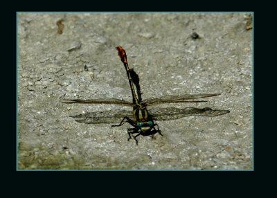 dragon22 copy.jpg