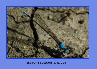 damsel76eeBlue-frontedDancer copy.jpg