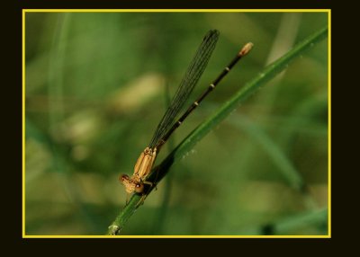 damsel76c copy.jpg