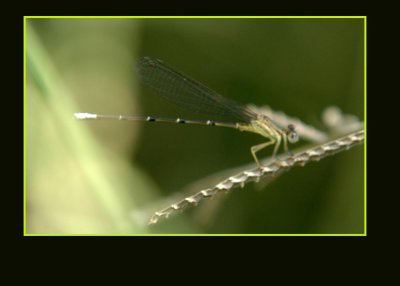 damsel76 copy.jpg