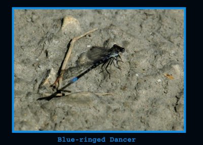 blueRinged copy.jpg