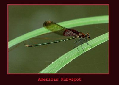 rubyspot234 copy.jpg