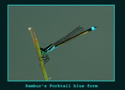 ramburs3334 copy.jpg