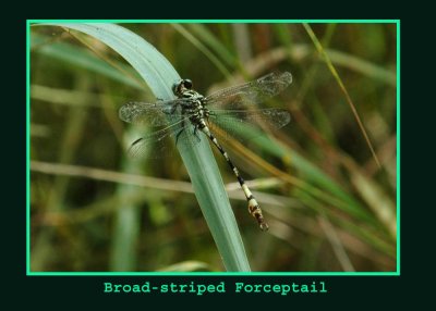 dragon7895broadstripedforceptail copy.jpg