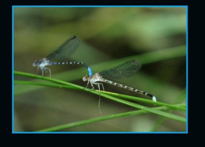damsels3333 copy.jpg