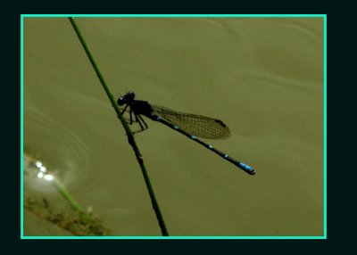 damsel5558 copy.jpg