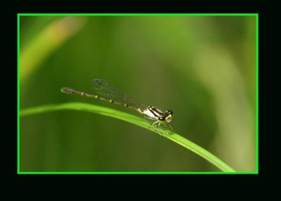 damsel987 copy.jpg