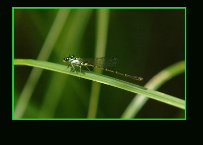 damsel789 copy.jpg