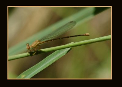 damsel122 copy.jpg