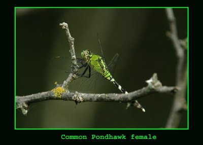 commonpondhawk copy.jpg