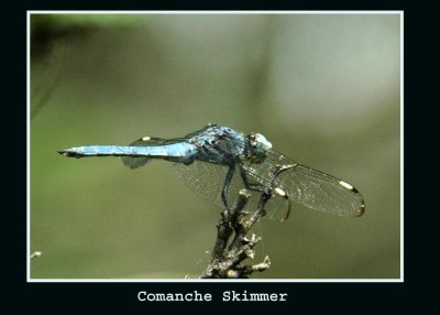 comancheskimmer5558 copy.jpg
