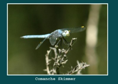 comancheskimmer888 copy.jpg