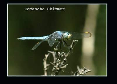 comancheskimmer777 copy.jpg