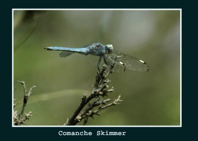 comancheskimmer678 copy.jpg