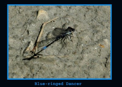 blueRinged copy.jpg