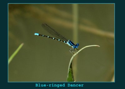 blueringed5555 copy.jpg