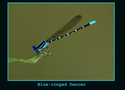 blueringed444 copy.jpg
