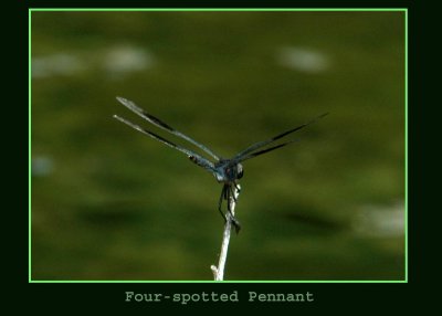 Fourspottedpennant copy.jpg