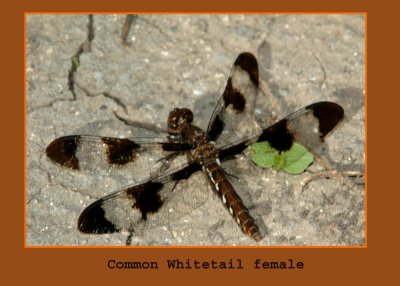 cowhttailfem78 copy.jpg