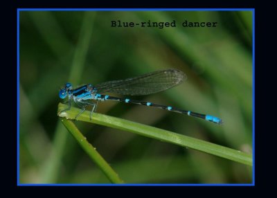 blueringeddancer copy.jpg