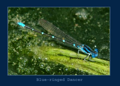 blueringed711 copy.jpg