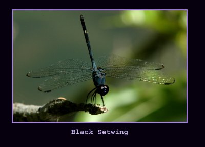 blacksetwing711 copy.jpg