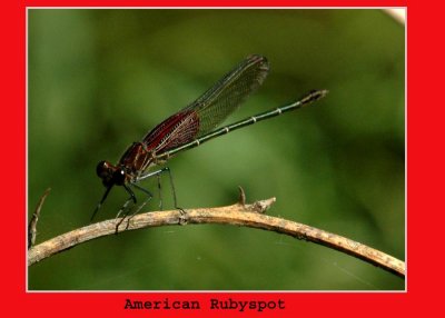 aRubyspott711 copy.jpg