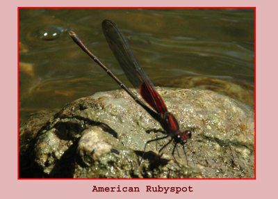 aRubyspot711.jpg