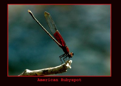 arubspot711 copy.jpg