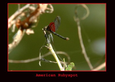 americanrubyspot 711.jpg