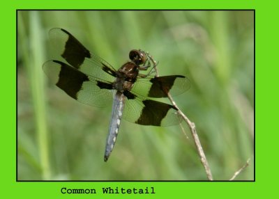 comwhttail7100.jpg