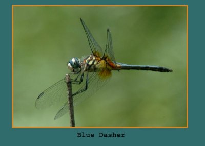 bluedasher copy.jpg