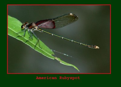 amerRubyspot710 copy.jpg