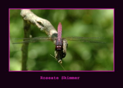 roseate712 copy.jpg