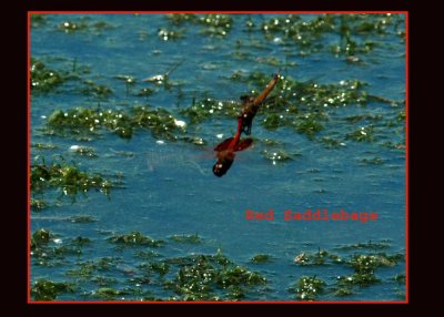 redsaddlebags7122 copy.jpg
